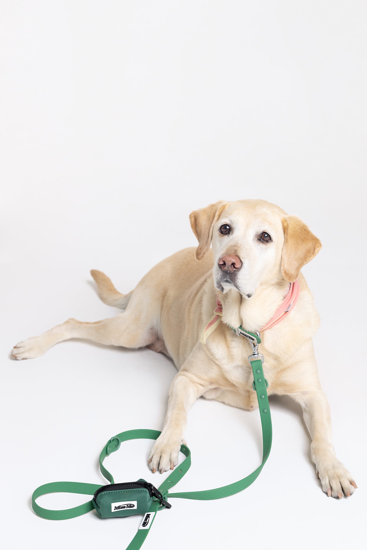 DOGLEASH_2